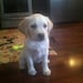Sadie Bee