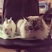 Meet Spart and Boss Bunny - two of the wonderful characters that live in our home!  They are the shipping helpers!