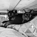 Wednesday & Pepper