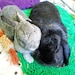 Brucey & Lulu