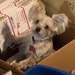 Bailey