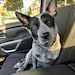 Ozzy Mae
