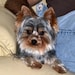 Bandit (Mr. B)