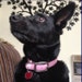 Jazmin (RIP)