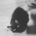 In memory of Luna