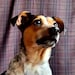 Pixel