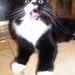 Mr Cat