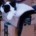 Mr Meowzy