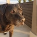 George, Tripod Lab Mix