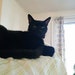 M Cat