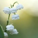 LilyValley Treasures