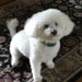 Shop Mascot
