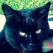 Norman