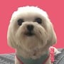 shop-member-photo