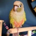 Josie