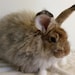 Hairy Houdini