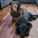 Kona and Olina Bunzow