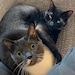 CatArt Collective