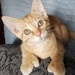 Opie