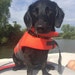 Zeke - THE black hound