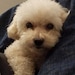 Wen L