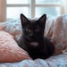 Sookie