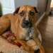 Dozer