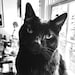 Atticus