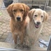 Ollie & Harley