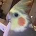 Tweety