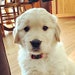 Lucy, the World's Sweetest Golden!