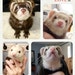 Zoey + Chloe + Sookie + Gemma + Yoshi + Wesley