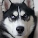 Loki