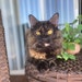 Pawlie