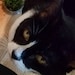 Lily the Cat