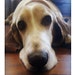 Flynn