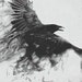 The Raven's Closet