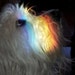 Trixie
