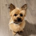 Alf