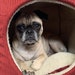 Rhea the Pug of Life