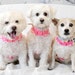 Stella, Sadie and Bowie