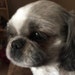 Nilla