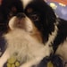 Snoopy