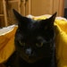 Buddy