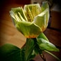 shop-member-photo