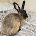 Betsy Bunnery