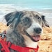 Lilo the Pup
