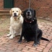 Buck and Hawk, the Lab Assistants