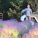 Lavender Herder