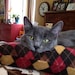 Louie